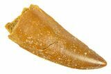 Serrated, Raptor Tooth - Real Dinosaur Tooth #291863-1